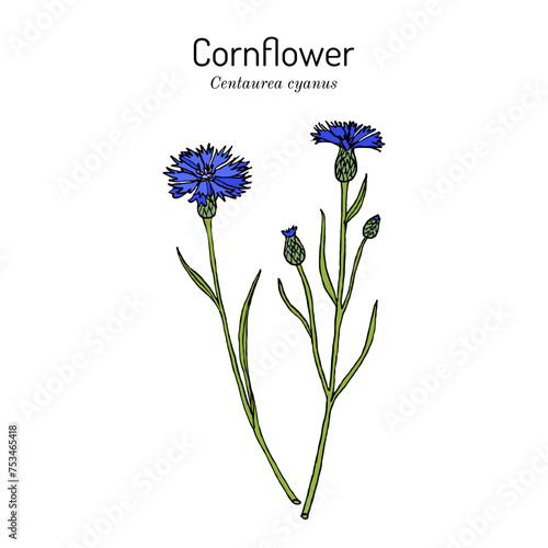 Cornflower (Centaurea cyanus), medicinal and honey plant.