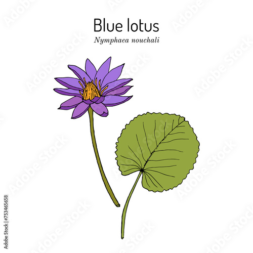 Blue lotus (Nymphaea nouchali), medicinal, ornamental and aromatic plant