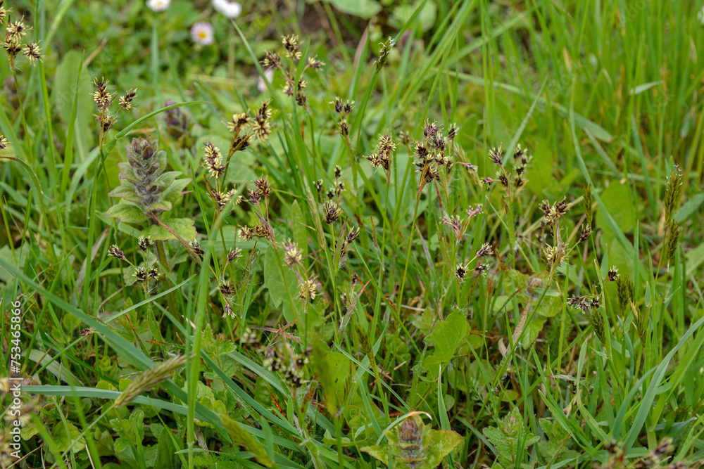 Luzula campestris is a widespread grass in Europe Luzula campestris is a widespread grass in Europe