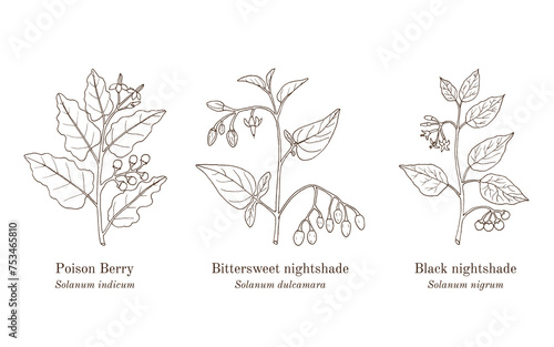 Collection ofmedicinal plants. Hand drawn botanical vector illustration photo