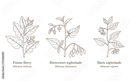 Bilde på lerret Collection ofmedicinal plants