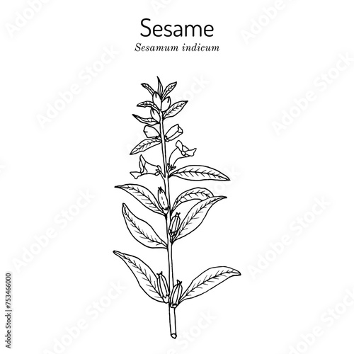 Sesame (Sesamum indicum), edible and medicinal plant. © foxyliam