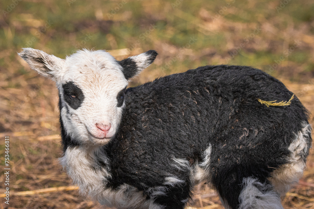 A young female Romanov bread lamb stands and looks toward the camera lens on a sunny spring day. A young female Romanov bread lamb stands and looks toward the camera lens on a sunny spring day.