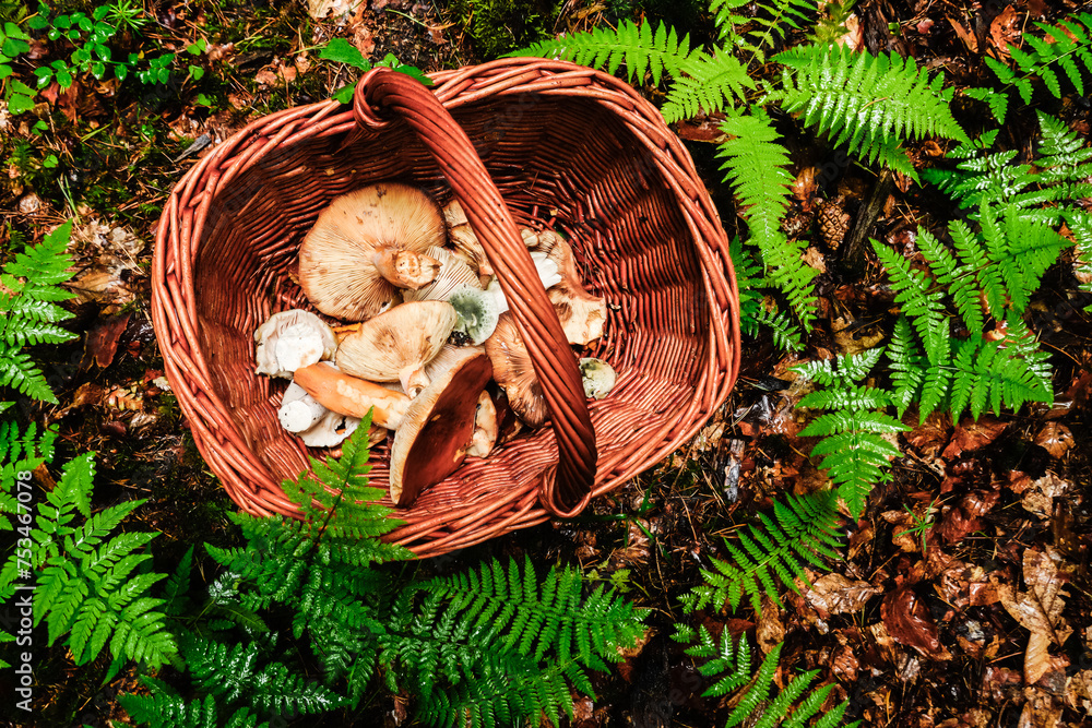 lot of tasty mushrooms in a basket on the forest floor with lot of green fern lot of tasty mushrooms in a basket on the forest floor with lot of green fern