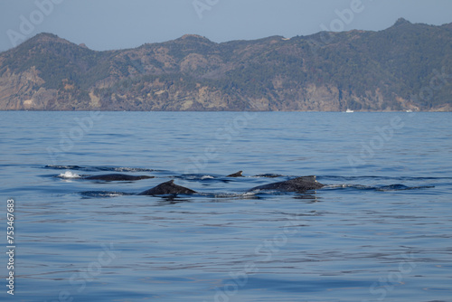 ザトウクジラの群れ