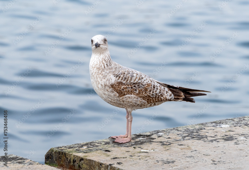 big seagull on a rock in the sea big seagull on a rock in the sea