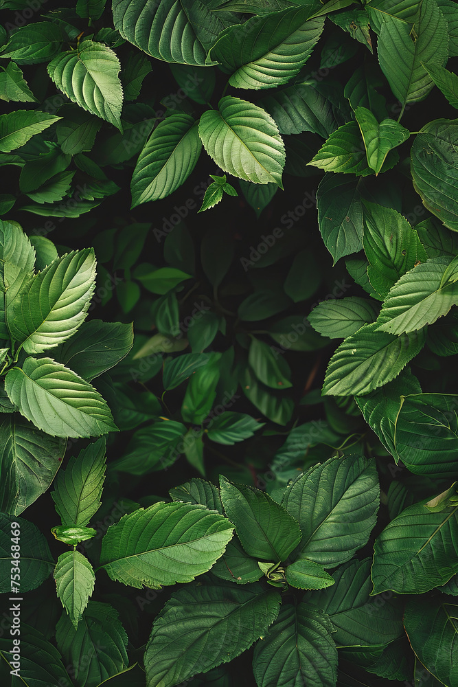 A blank frame surrounded by leaves A blank frame surrounded by leaves