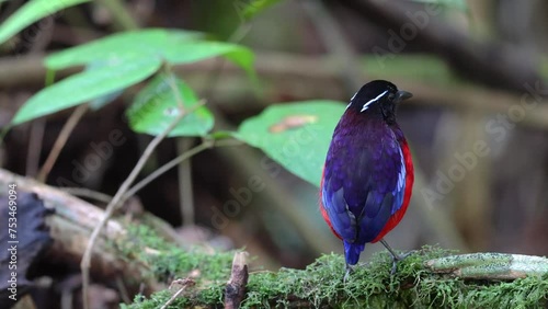 Nature wildlife of Black Crowned Pitta bird of the endemic species that is found in Borneo.