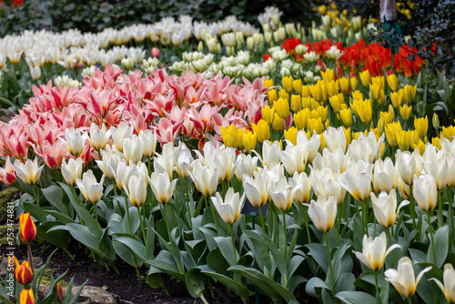 colorful tulips blooming in a garden photo