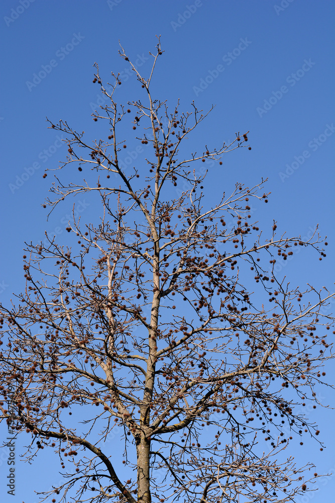 American sweetgum tree with seeds in winter American sweetgum tree with seeds in winter