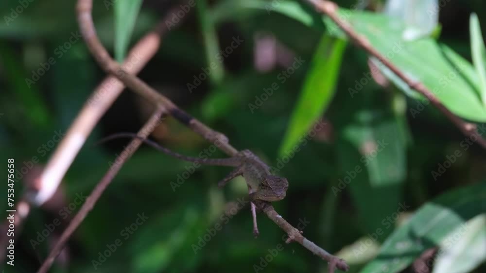 Looking straight towards the camera as seen deep in the forest waiting for its prey to appear, Oriental Garden Lizard Calotes versicolor, Thailand Looking straight towards the camera as seen deep in the forest waiting for its prey to appear, Oriental Garden Lizard Calotes versicolor, Thailand