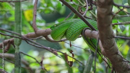 Camera zooms in sliding to the left while this snake is resting as some ants also moving on the branches, Vogel’s Pit Viper Trimeresurus vogeli, Thailand photo