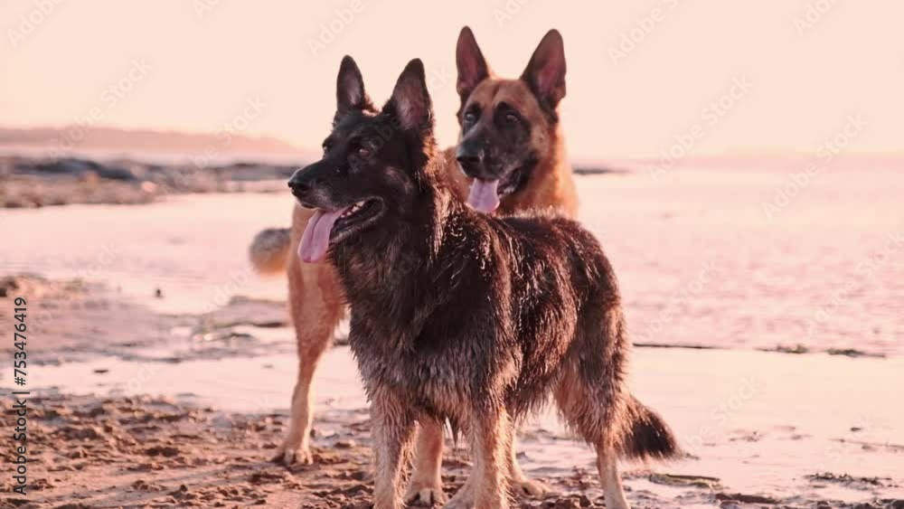 Two large Alsatian dogs standing on a beach at sunset Two large Alsatian dogs standing on a beach at sunset