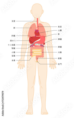 人体の構造図、内臓（臓器）のイラスト