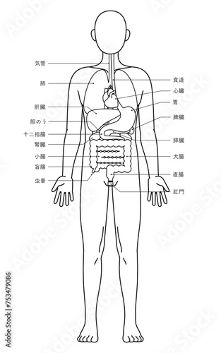 人体の構造図、内臓（臓器）のイラスト　白黒の線画