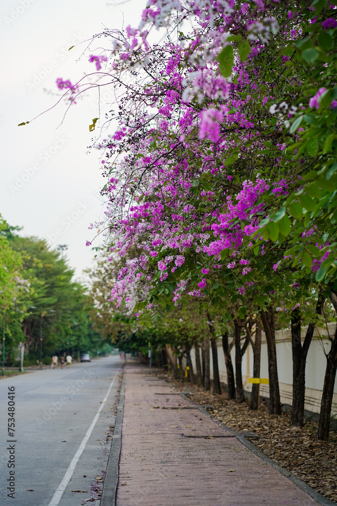 Flower, Summer, Pink, Green, Peace, Beautiful flower Flower, Summer, Pink, Green, Peace, Beautiful flower