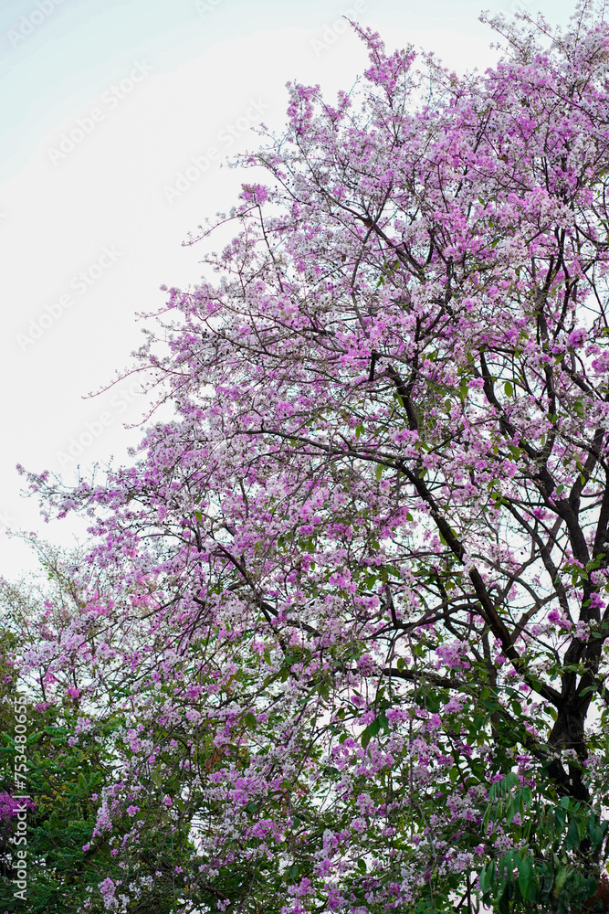 Flower, Summer, Pink, Green, Peace, Beautiful flower Flower, Summer, Pink, Green, Peace, Beautiful flower