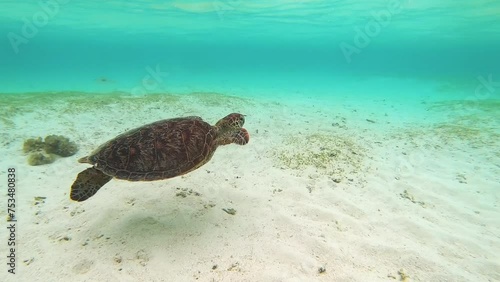 Swimming sea turtle 