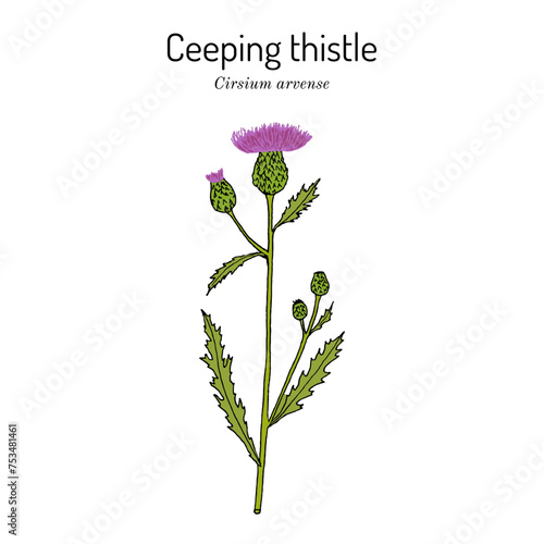 Creeping thistle (Cirsium arvense), honey and medicinal plant.