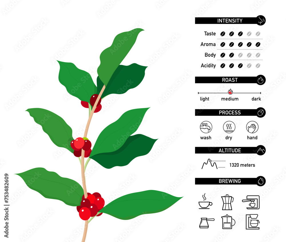Vecteur Stock Arabica coffee branch with icons. Vector illustration on ...