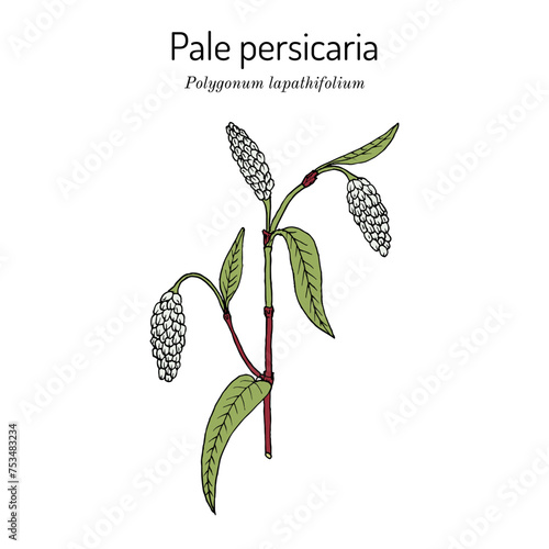 Pale persicaria (Polygonum lapathifolium), medicinal plant