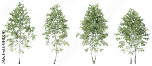 Tree Birch big betula on transparent background.3d rendering PNG © Chayanee