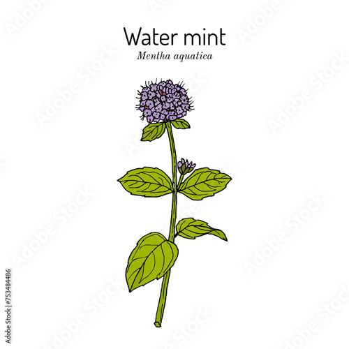 Water mint (Mentha aquatica), edible and medicinal plant