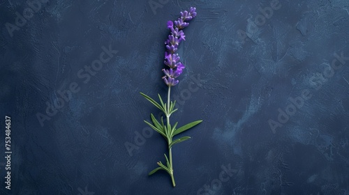 A top view of a single sprig of lavender placed off-center on a matte, navy blue backdrop. photo