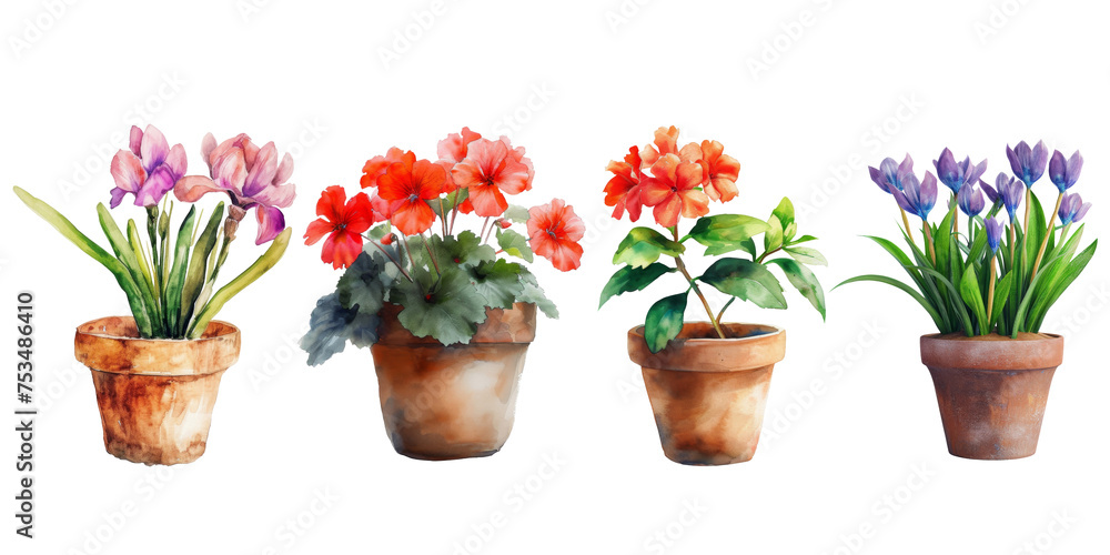 Watercolor colorful flower houseplant in pot isolated on background, floral element for greeting card invitation, bouquets garden.