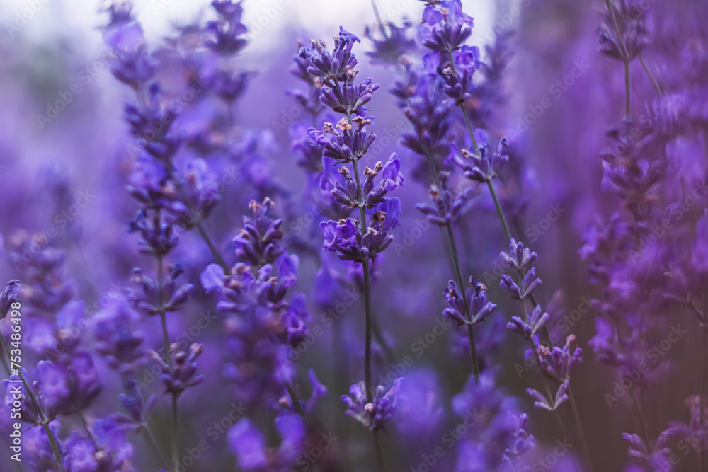 Close up of a field filled with purple flowers Lavandula angustifolia Mill Close up of a field filled with purple flowers Lavandula angustifolia Mill