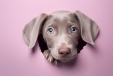 A charming Weimaraner puppy peeks out of a heart-shaped hole in a lavender wall. a pet. a breed of dog.
