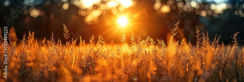 The sun sets behind a field of tall grass photo