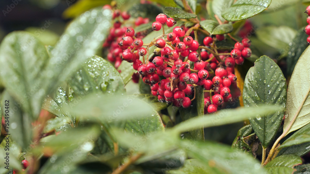 Red hawthorn berries among the rain-soaked leaves Red hawthorn berries among the rain-soaked leaves