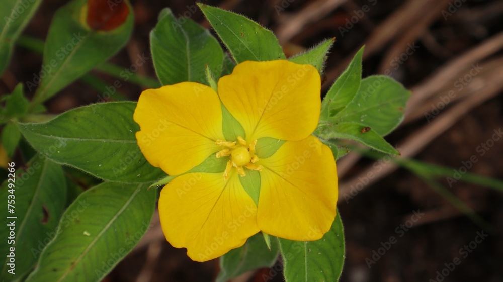 The beautiful yellow Ludwigia peruviana The beautiful yellow Ludwigia peruviana
