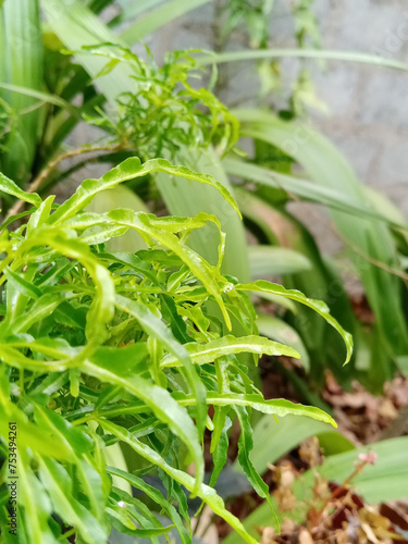 close up of herbs in garden