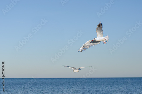 A group of seagulls flying over water, hunting for food