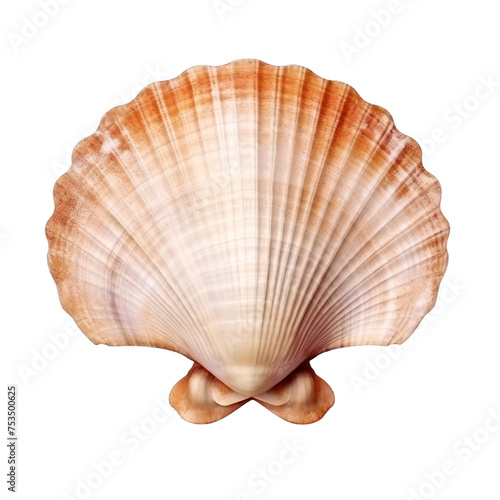 sea shell isolated on white © Nahin