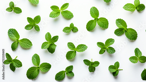 Close-Up of Fresh Green Mint Leaves on White Background, Ideal for Culinary and Wellness Concepts, Aromatic Ingredient for Healthy Cooking