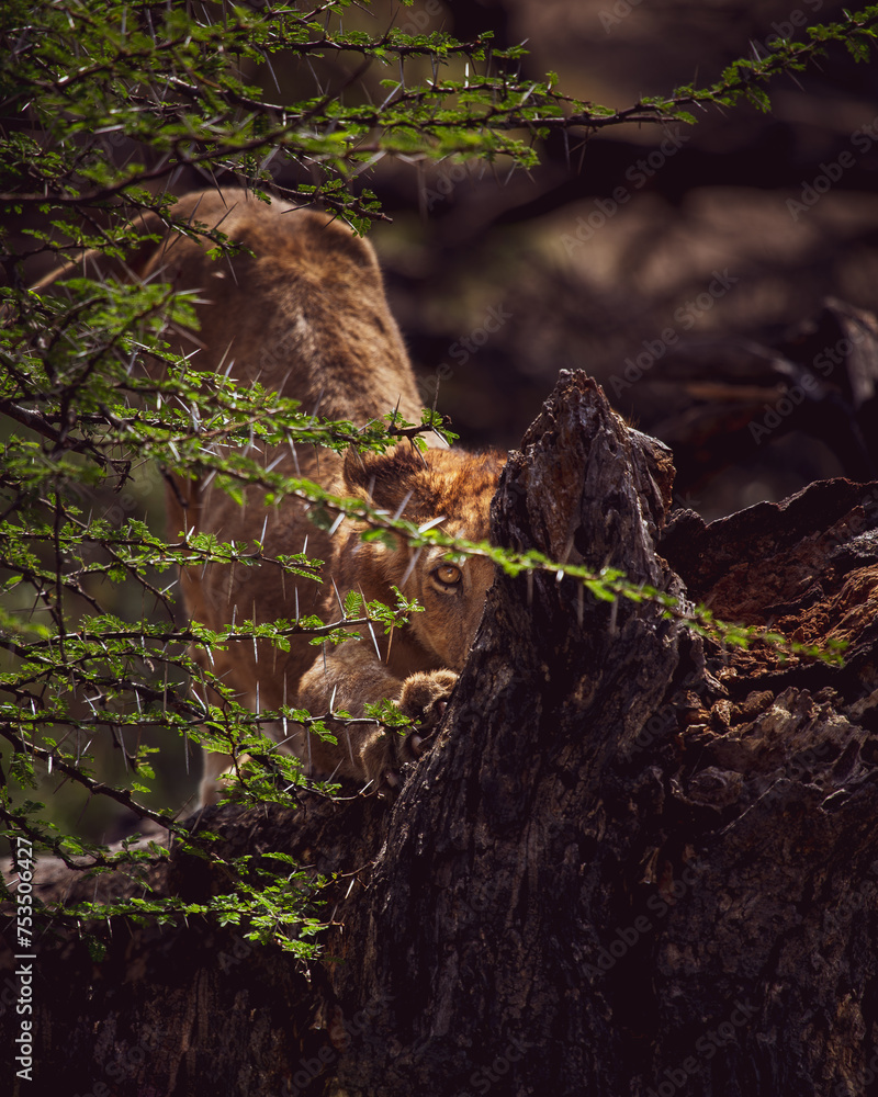 Lion cub in tree