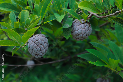 srikaya fruit that grows abundantly in the garden photo