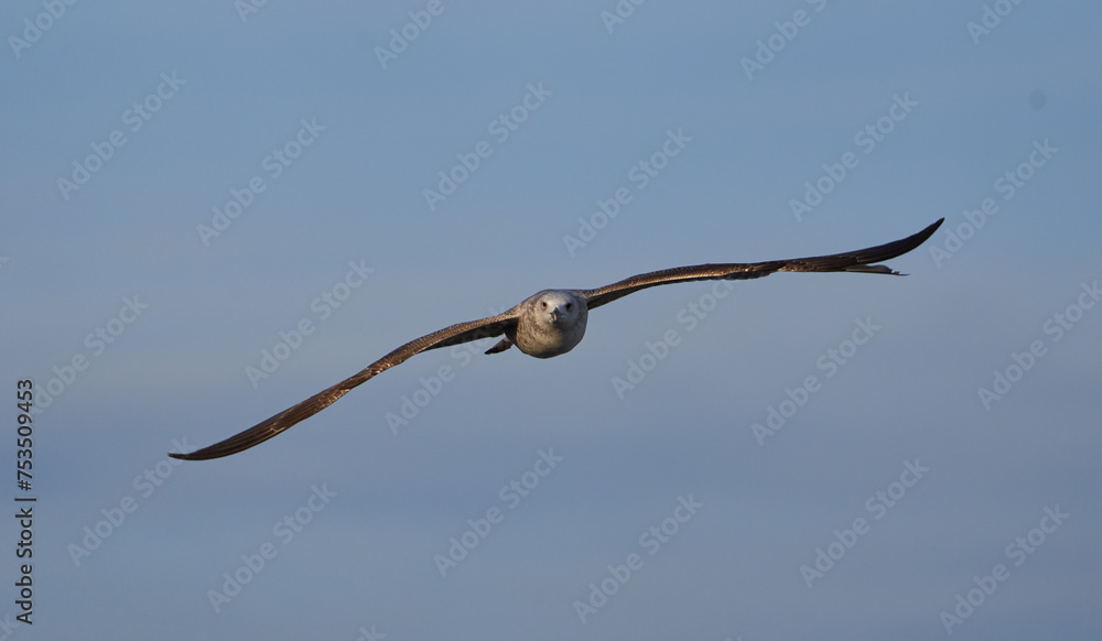 Seagull bird in flight