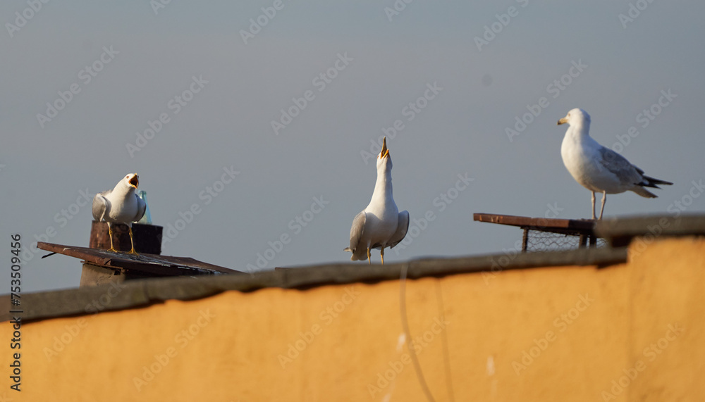 Seagull bird in flight Seagull bird in flight