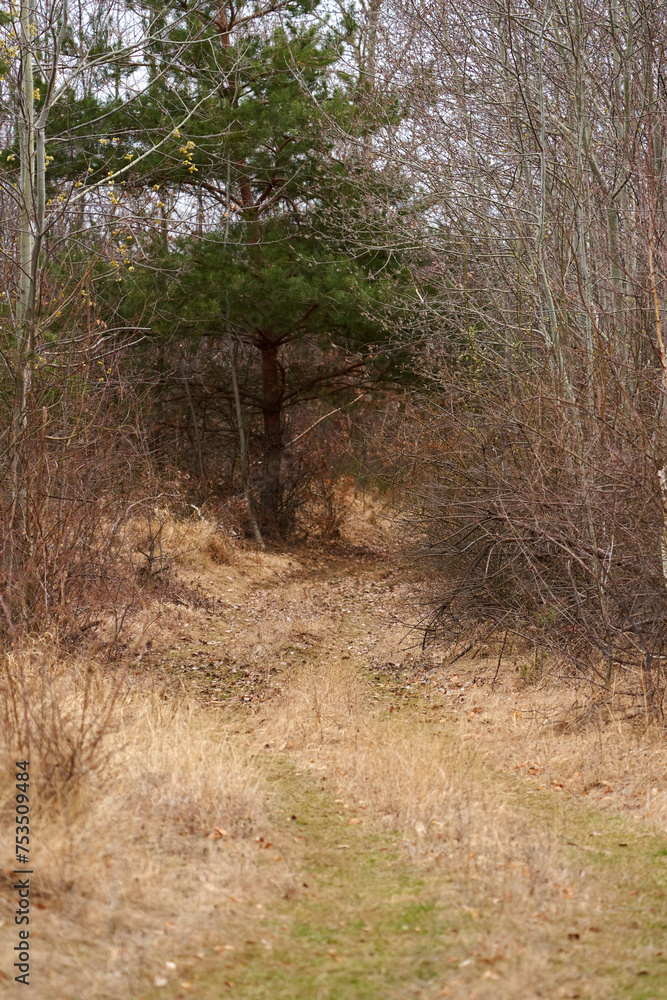 Fototapeta premium Mixed trees forest