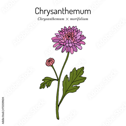 Florists daisy, or hardy garden mum (Chrysanthemum × morifolium), medicinal and ornamental plant