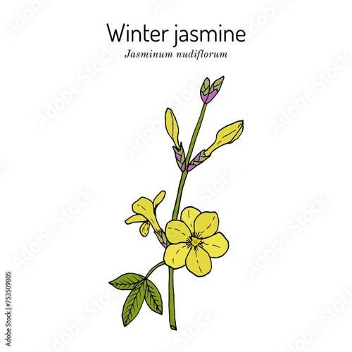 Winter jasmine (Jasminum nudiflorum), ornamental plant