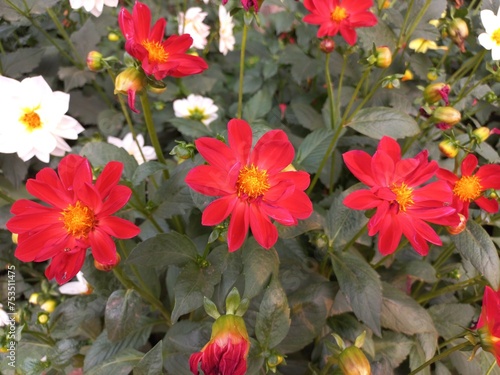 Red Bud Dalia Flower in the garden,Red bud Dahlia Flower in the man's hand,blooming red branch in flower garden,Dahlia plants are a genus of bushy plants.There are also sunflowers,daisies and chrysant photo