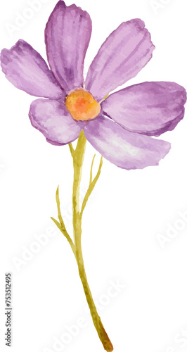 Watercolor purple cosmos flower