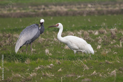 A rare Siberian Crane (Leucogeranus leucogeranus) with White-naped Crane (Antigone vipio), Arasaki, Kyushu, Japan. © tonymills