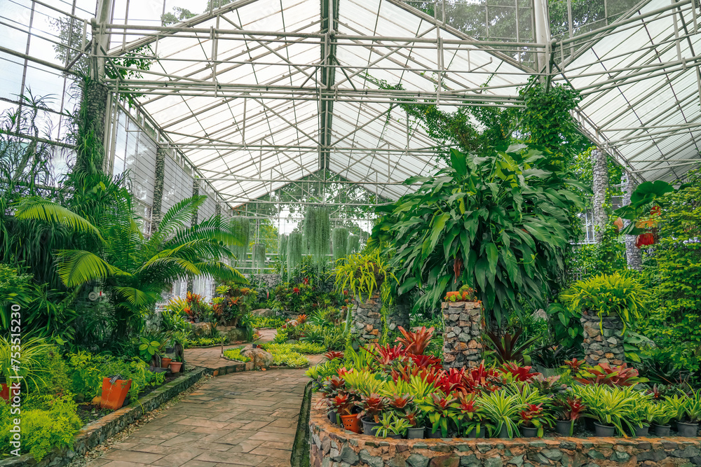Tropical nature greenhouse, botanical garden. Araceae, philodendrons, climbing vines, humid climate, exotic forests.