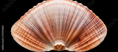 Elegant Seashell Gracing th...
